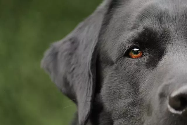 Labradori retriveri uzgajivačnica - 0