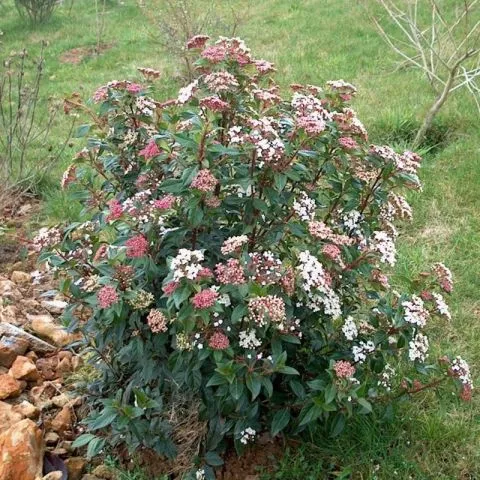 Viburnum Gvenlian - zimzeleni žbun - 0