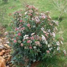 Viburnum Gvenlian - zimzeleni žbun - 0