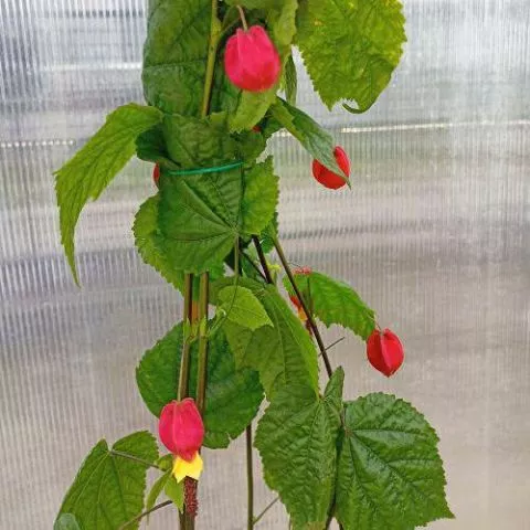 Puzavica Abutilon crveni - 0