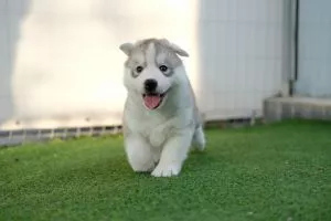 Sibirski Haski štene - 0