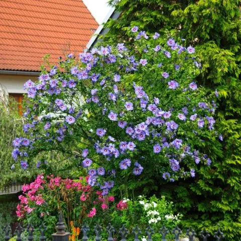 Baštenski plavi hibiskus - 0