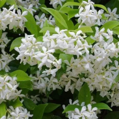 Zvezdasti jasmin - 0