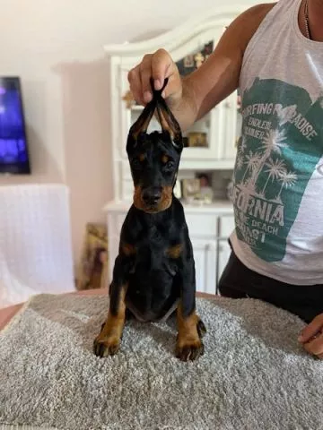 Doberman - 3