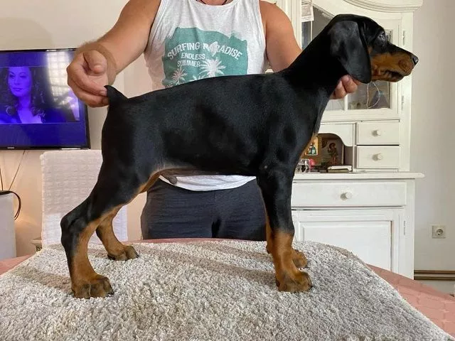 Doberman - 2