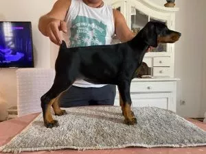 Doberman - 0