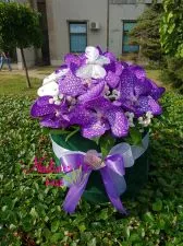 Vanda orhideje u kutiji K134 - 0