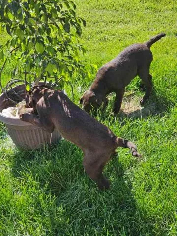 Čokoladni Labrador, ženke - 3