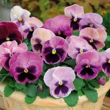 Viola krupnocvetna Pink 3 sadnice - 0