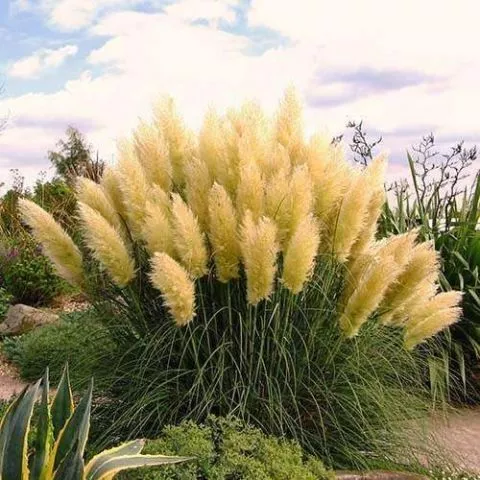 Pampas Trava Patuljasta Bela - trajnica - 0