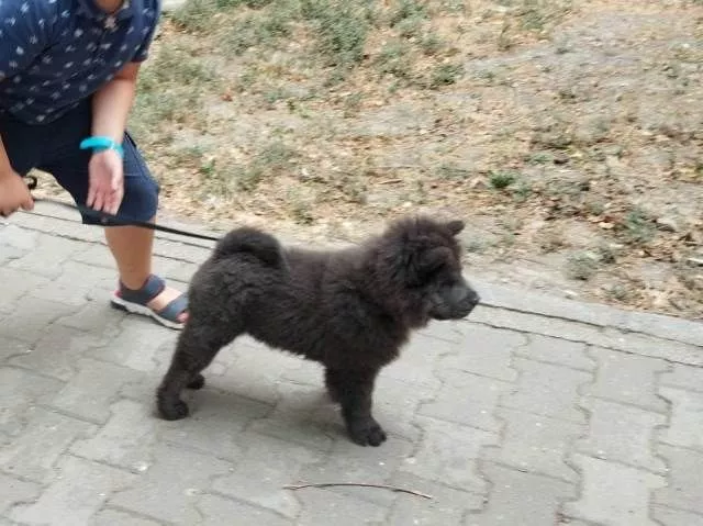 Chow-Chow muško štene - 0