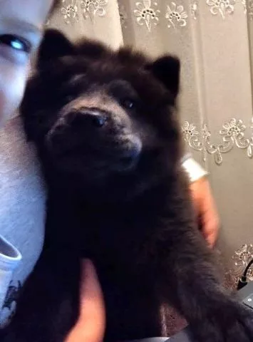 Chow-Chow muško štene - 3