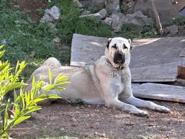 Turski kangal štenci - 4