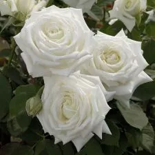 Ruža Metropoliten - čajevka - sadnica - 0
