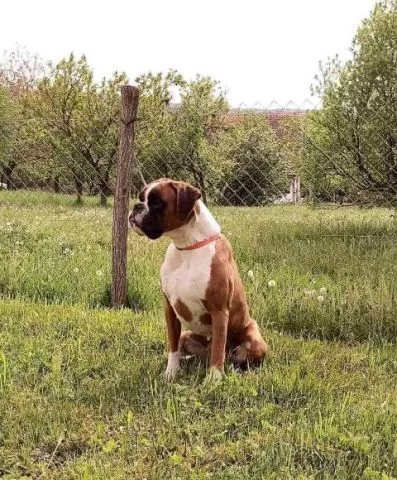 Nemački bokser ženka - 1