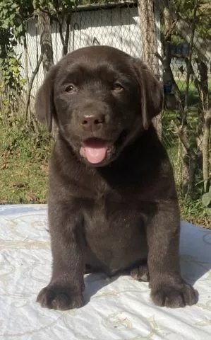 Labrador retriver, braon muzjak - 2