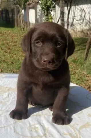 Labrador retriver, braon muzjak - 1