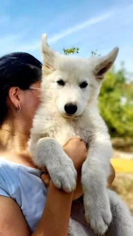 Dugodlaki Švajcarski ovčar, muški štenci - 4