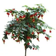 Abutilon crveni - 0