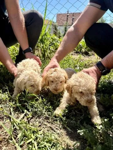 Lagotto Romagnolo, dostupni štenci - 5