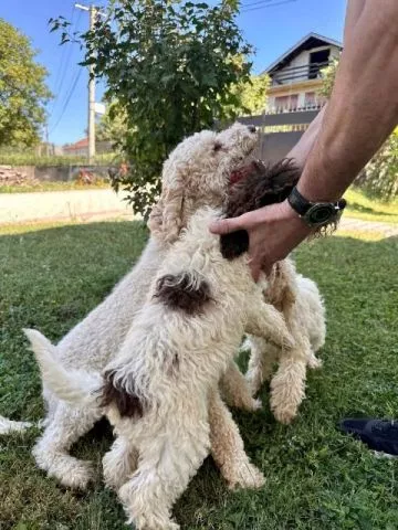 Lagotto Romagnolo, dostupni štenci - 4