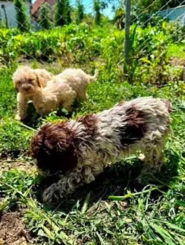 Lagotto Romagnolo, dostupni štenci - 6