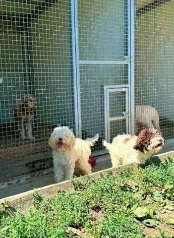 Lagotto Romagnolo, dostupni štenci - 10