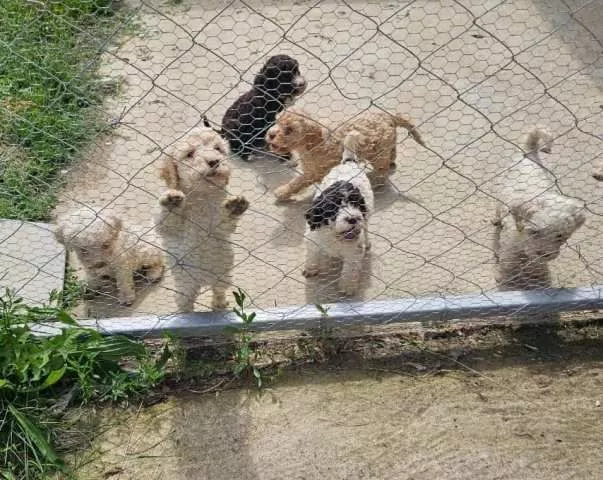 Lagotto Romagnolo, dostupni štenci - 9