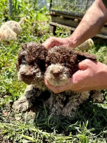 Lagotto Romagnolo, dostupni štenci - 8