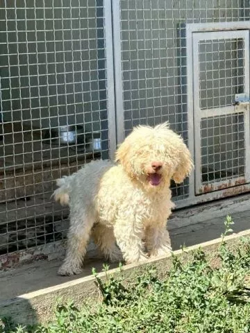 Lagotto Romagnolo, dostupni štenci - 3