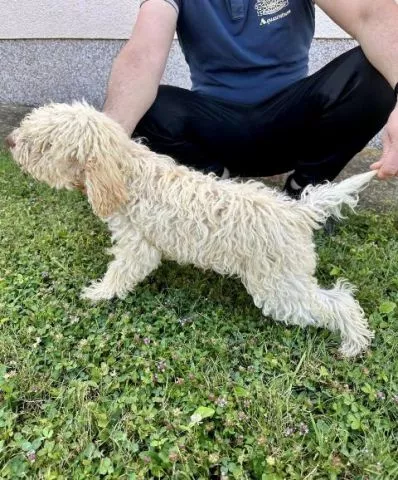 Lagotto Romagnolo, dostupni štenci - 2