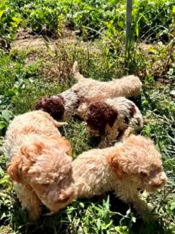 Lagotto Romagnolo, dostupni štenci - 7