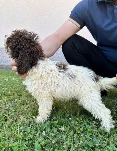 Lagotto Romagnolo, dostupni štenci - 1