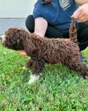 Lagotto Romagnolo, dostupni štenci - 0