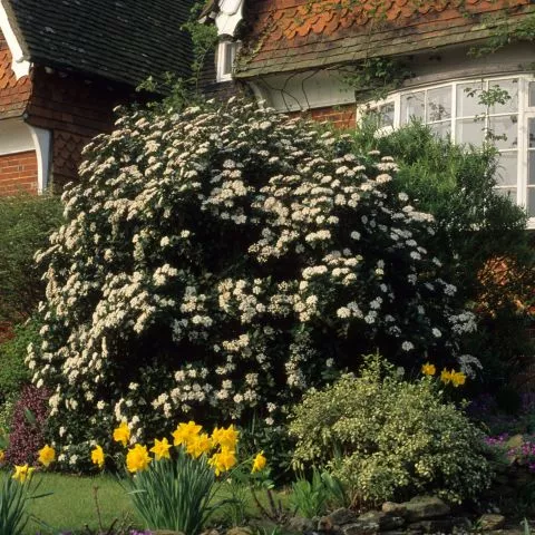 Zimzelen žbun - Viburnum Tinus Lucidum - 0