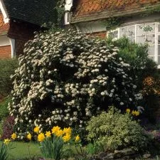 Zimzelen žbun - Viburnum Tinus Lucidum - 0