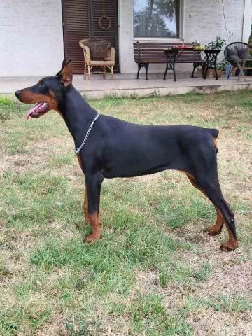 Doberman ženka - 1