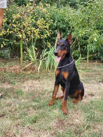 Doberman ženka - 2