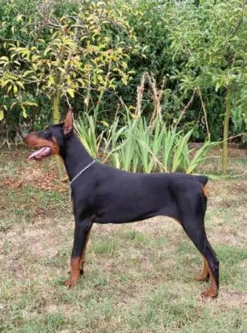 Doberman ženka - 0