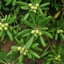 Pitosporum - 0