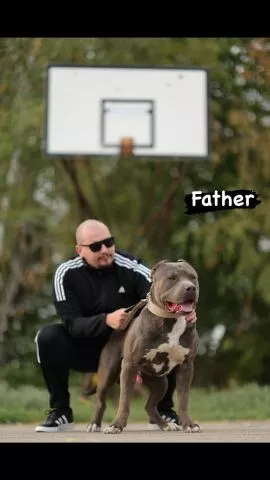 AMERICAN BULLY Xl - 13