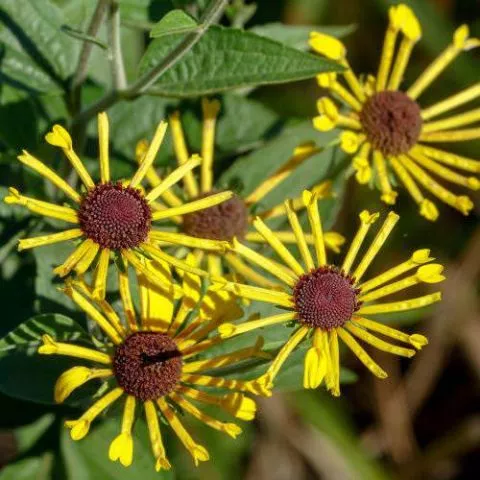 Rudbekija Henri - cvetajuća trajnica - 0