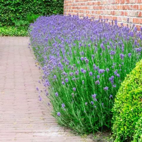 Lavanda - začinska trajnica - 0