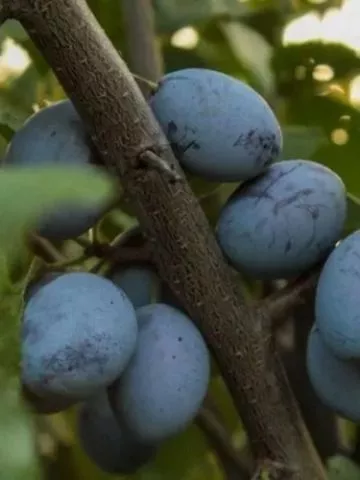 Rezervacije u toku za jesenju sadnju voćnih sadnica - 13