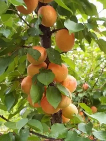 Rezervacije u toku za jesenju sadnju voćnih sadnica - 7