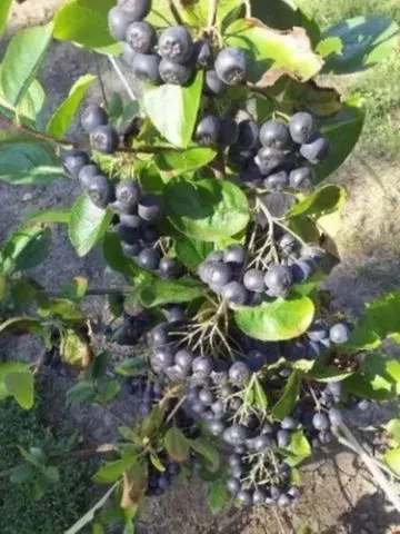 Rezervacije u toku za jesenju sadnju voćnih sadnica - 8