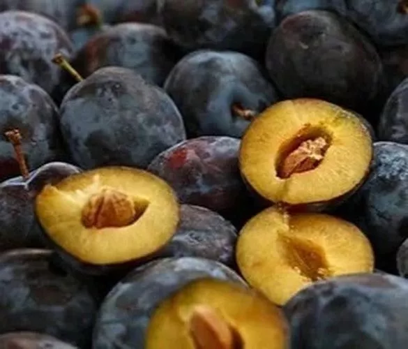 Rezervacije u toku za jesenju sadnju voćnih sadnica - 0