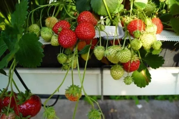 Rezervacije u toku za jesenju sadnju voćnih sadnica - 5