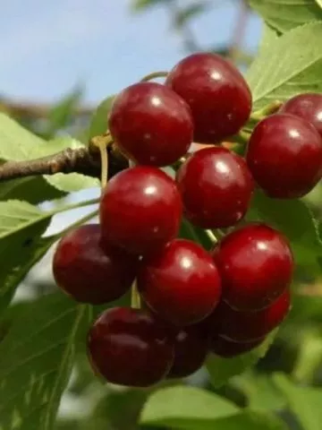 Rezervacije u toku za jesenju sadnju voćnih sadnica - 15