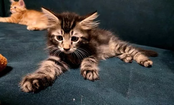 Maine Coon mačići, prelepi i umiljati - 7